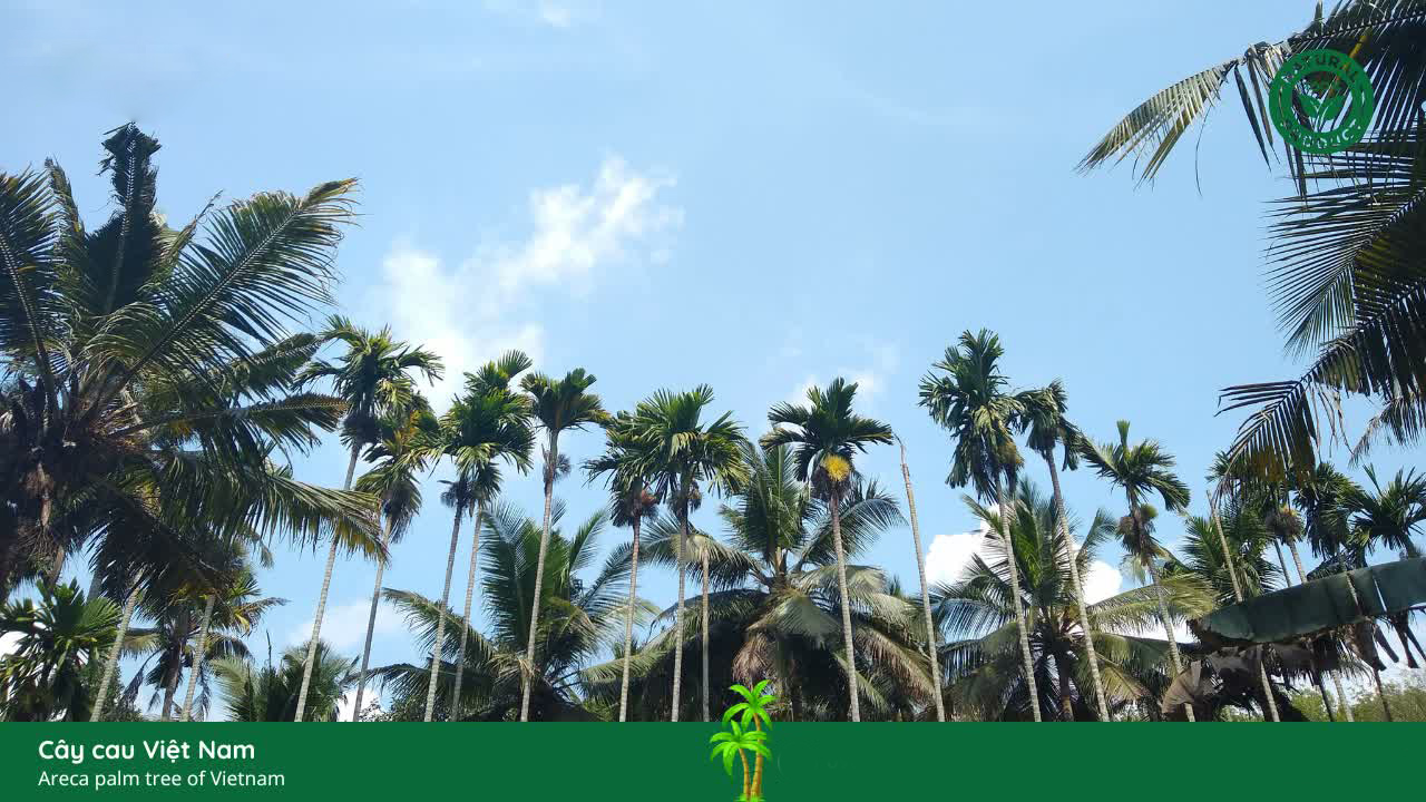 Cây Mó Cau Việt Nam
